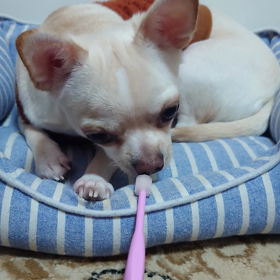 ぽん君、間違ってるよの画像