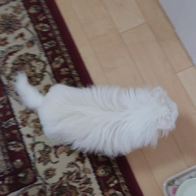 典型的な徘徊…の画像