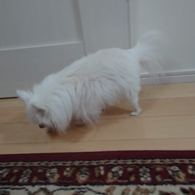 スーちゃんの認知症、徘徊の画像