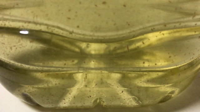 The daphnia ⑥の記事動画