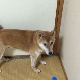 ママ怒らないであげてね。のサムネイル画像