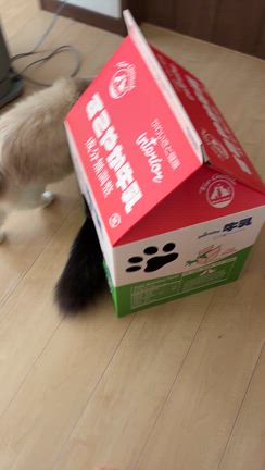 新しい爪とぎが届いたよ！の記事動画