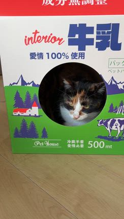 新しい爪とぎが届いたよ！の記事動画