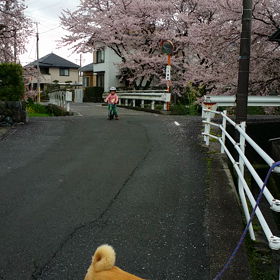 本日のへんしんバイク♥の画像