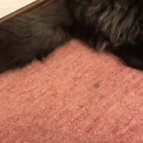 ネコキャッチャーの画像