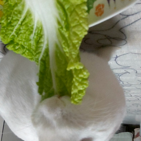 白菜の画像