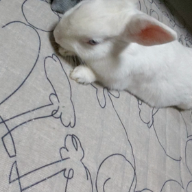 鼻ヒクヒクの画像