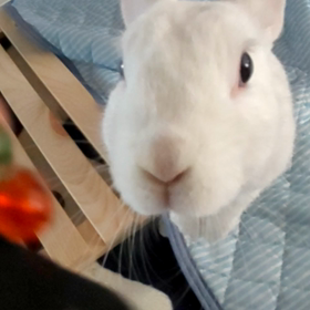 お膝に乗りますの画像