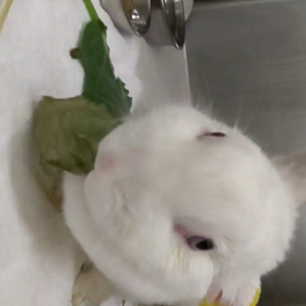 食べたっ！食べたっ！の画像