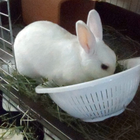 やけ食いゆきさん。の画像