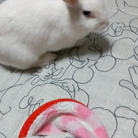 くろさんの真似の画像
