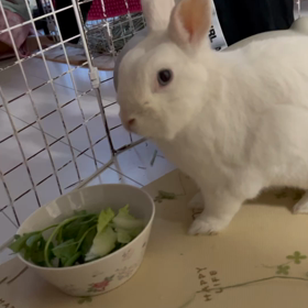 はて、どうしたもんかの画像