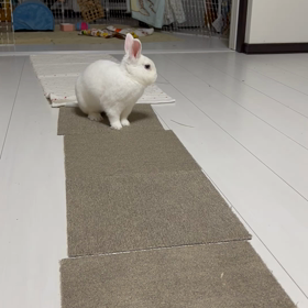 毎日太々しいゆきさんの画像
