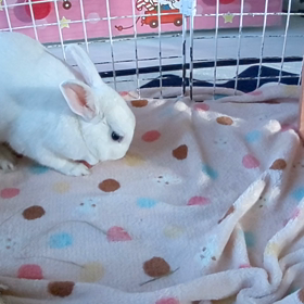 すべーの画像