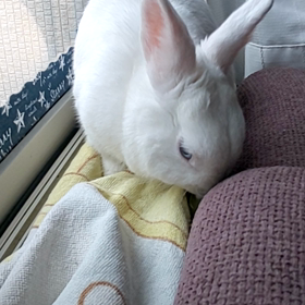 ガブガブの画像