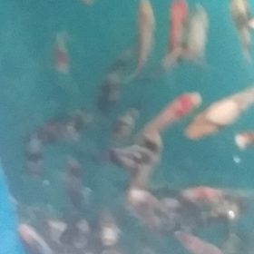 今日の稚魚の画像