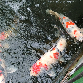 今朝の大池の画像