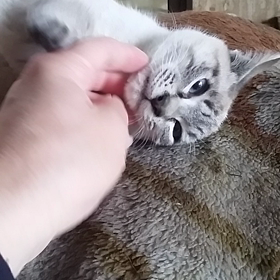 よしよしの画像