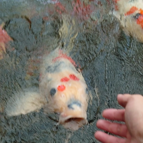 今朝の大池の画像