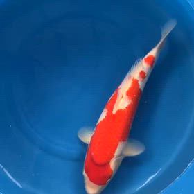 のいけ入れの画像