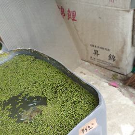 ３つ全滅。。。(T_T)の画像