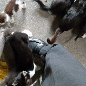 ねこだらけの画像