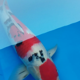 ざんねんの画像