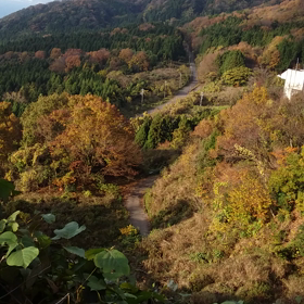 秋ですの画像