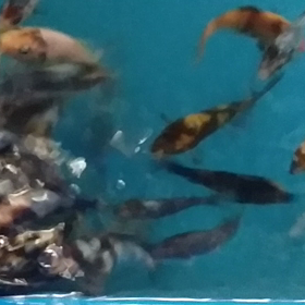 注意の画像