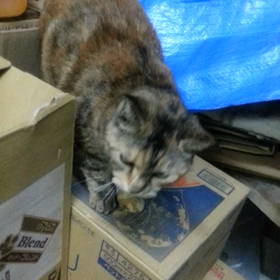ちびの画像