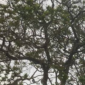 ウグイスさん雨の中ありがとうの画像