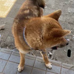 おはようございますの画像