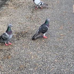 初めてお米の精米に行きましたの画像