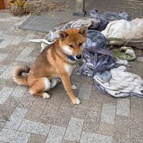 梅ちゃんですの画像