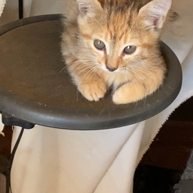 保護子猫連絡ありがとうの画像