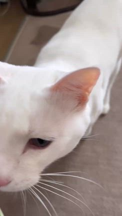 いちご農家特製。いちご盛盛クリスマスケーキの記事動画
