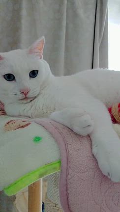 いちごのビニールハウスの骨組みができましたの記事動画
