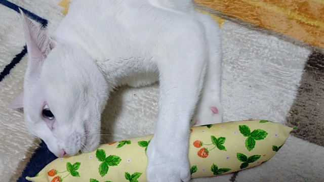 猫の日 阪急うめだ本店 展示販売初日ですの記事動画