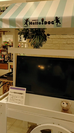 阪急うめだ本店 ハロードッグさん催事5日目です。の記事動画