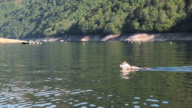 奥只見釣行二日目とニホンカモシカの水泳の記事動画