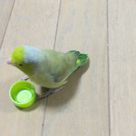 ハマるりの画像