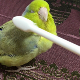 どやるりの画像