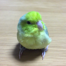 綿棒の画像