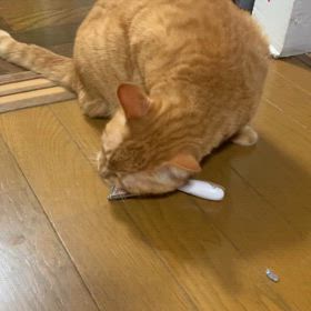 せるふの画像