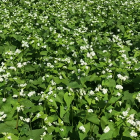 蕎麦の花の画像