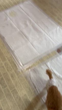 ギャングスタパラダイス⭐︎の記事動画
