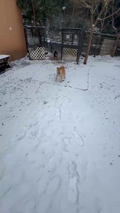 自然の猛威の記事動画