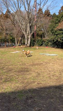 日々のしあわせの記事動画
