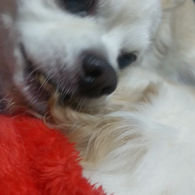 うちの犬の変な癖の画像