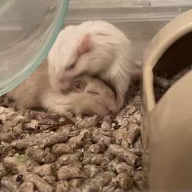 毛繕いの画像